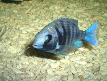 藍寶石魚吃什麼 該魚主食是動物性飼料