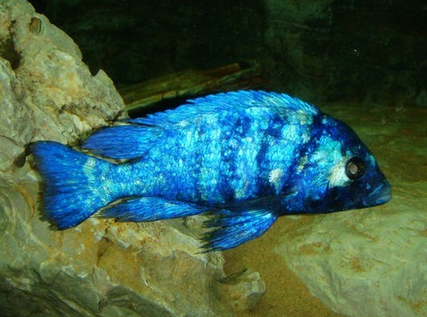 藍寶石魚能長多長 該魚體長12~15厘米