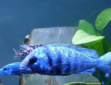 藍寶石魚怎麼繁殖 該魚繁殖較容易