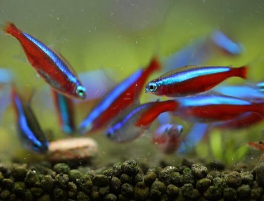寶蓮燈魚怎麼繁殖 繁殖水要求pH5.6～6.8
