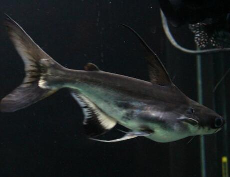 成吉思汗魚怎麼養 需要大水體來飼養