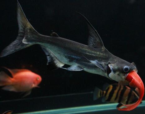 成吉思汗魚吃什麼 幼魚以浮游動物為餌料