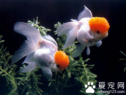 金魚為什麼會死 梅雨季節金魚容易死亡