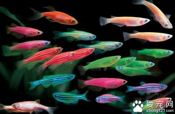 觀賞魚怎麼分類 觀賞魚的種類復雜
