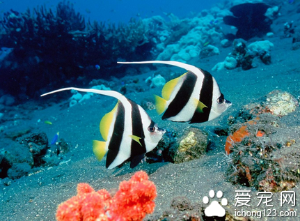 如何鑒別熱帶魚 熱帶魚有5個顯著特點