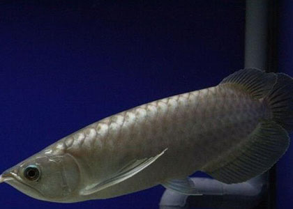 青龍魚怎麼養 水溫24-28攝氏度都可以