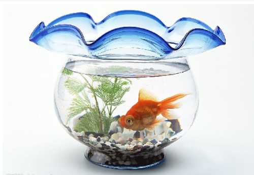 小魚缸怎麼養魚 每天抽便添水注意水溫