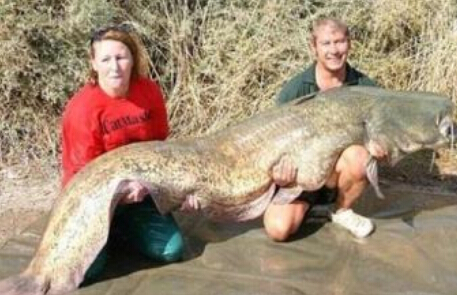 鲶魚最大能長多大 吉尼斯紀錄的鲶魚比人大