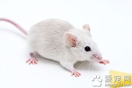 小白鼠吃什麼 適合它生長的環境條件