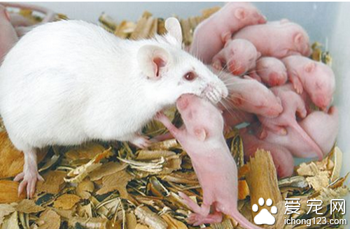 小白鼠怎麼養 一般飼養最好在20到28度