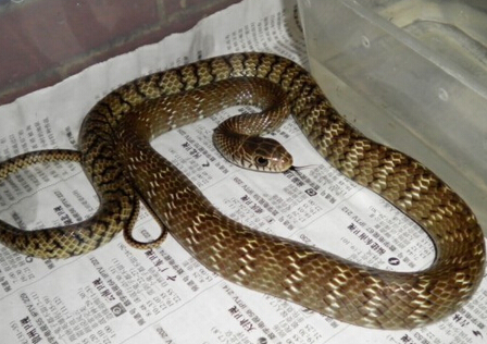 滑鼠蛇如何養殖 第一次養殖建議買成年蛇
