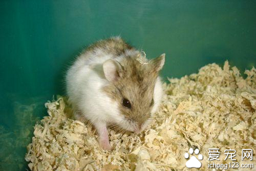養倉鼠是否會染上鼠疫 一般倉鼠沒有鼠疫