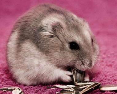 小倉鼠怎麼養 小倉鼠是雜食性動物