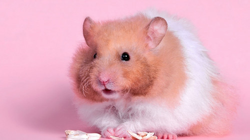 倉鼠怎麼養 倉鼠的外形的主要特征有哪些