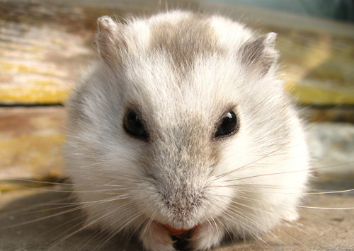 倉鼠的飼養方法 倉鼠需要注意飼養的禁忌
