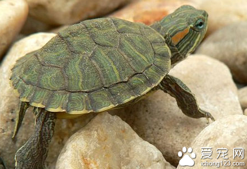 養巴西龜放多少水 水深不應超過龜體長度