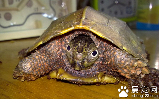 楓葉龜怎麼養 教你怎麼飼養楓葉龜