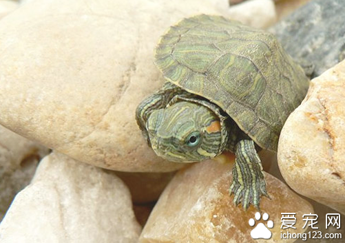 烏龜的飼養方法 教你如何飼養烏龜