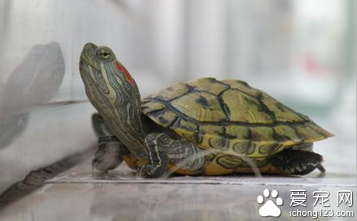 巴西龜怎麼養 教你如何正確飼養巴西龜