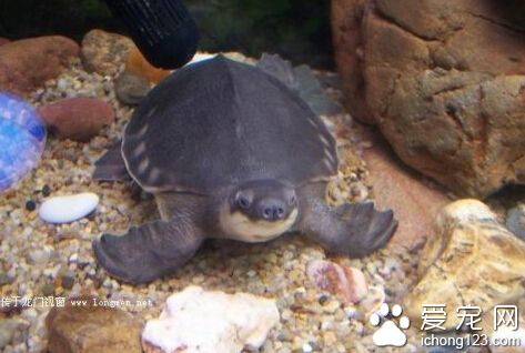  豬鼻龜的飼養 健康的豬鼻龜的食量很大
