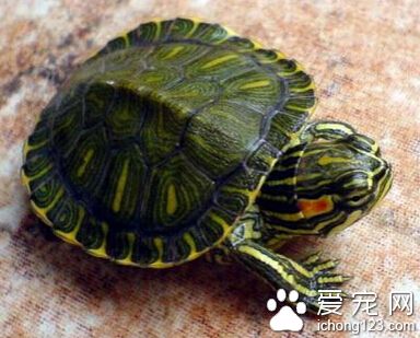 巴西龜的飼養 幼小的龜可用平底容器飼養