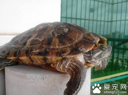 巴西龜能吃嗎  巴西龜具有很高的藥用價值