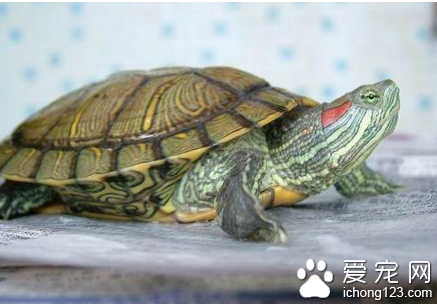 巴西紅耳龜飼養  生存能力強飼養起來簡單