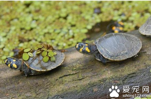 黃頭側頸龜怎麼養 黃頭側頸龜飼養很簡單