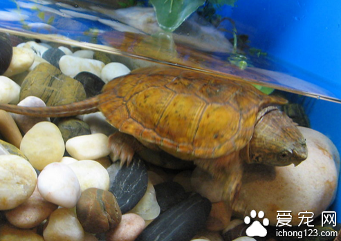 平胸龜怎麼養 飼養是要多注意保持衛生