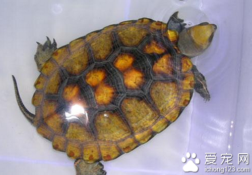 日本石龜怎麼養 日本石龜飼養起來並不難