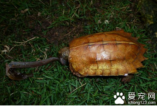 楓葉龜飼養  濕度對楓葉龜的飼養十分重要