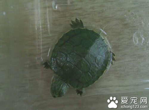 寵物龜的種類  寵物龜一共有兩百多種