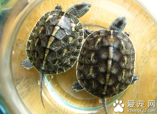 中華花龜怎麼養  飼養中華花龜並不難