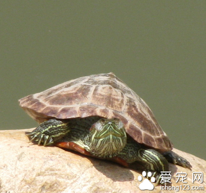 小烏龜的生活習性 它們喜集群穴居