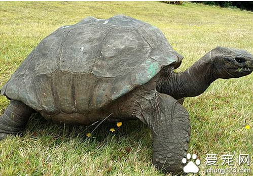 壽命最長的龜 大鳄龜能活到80歲左右