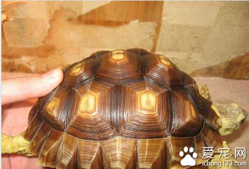 陸龜種類  豹紋龜就是陸龜中不錯的龜寵