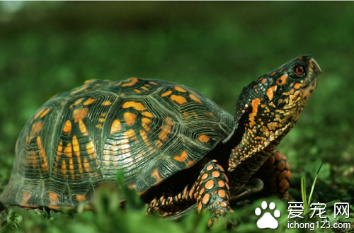 巴西龜的壽命  巴西龜最多能或30年左右