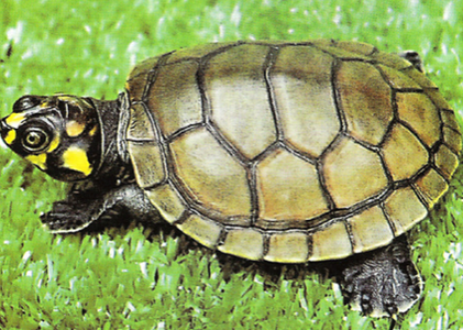 黃頭側頸龜吃什麼 是以植食為主的物種