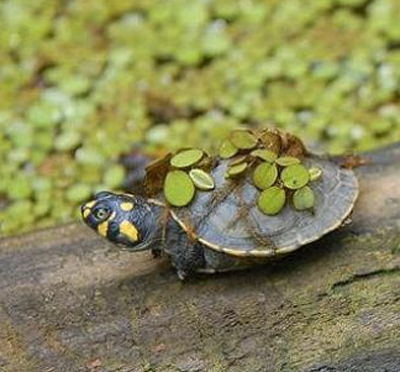 黃頭側頸龜怎麼養 幼體是雜食性的