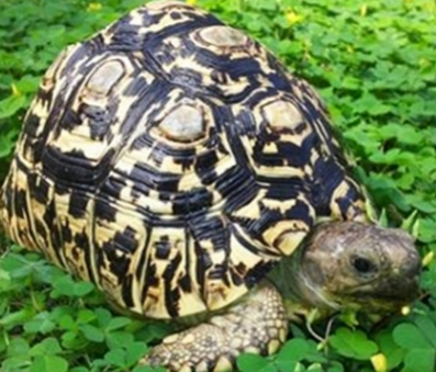 豹紋陸龜吃什麼 其主食是植物性食物