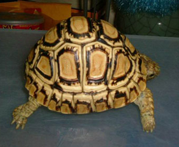 豹紋陸龜能長多大 體長可達到46厘米