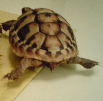 赫曼陸龜能長多大 成體背甲約20-30cm