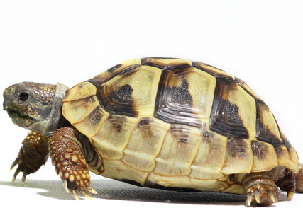 赫曼陸龜怎麼養 環境的選擇和飲食設置
