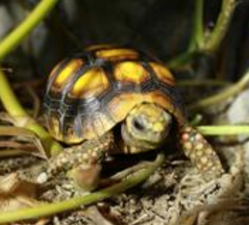 紅腿陸龜的飼養方法 注意控制食量