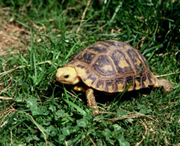 緬甸陸龜怎麼養 緬甸陸龜是素食性動物