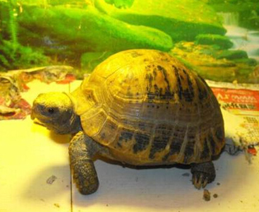 緬甸陸龜的飼養方法 適應能力比其它陸龜強