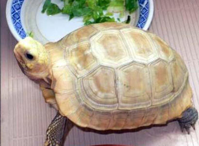 緬甸陸龜幾天喂一次 每次投食不要太多
