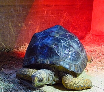 亞達伯拉象龜好養嗎 幼體較為神經質