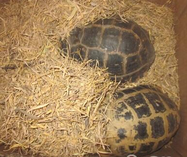 緬甸陸龜怎麼冬眠  人工飼養最好不要冬眠