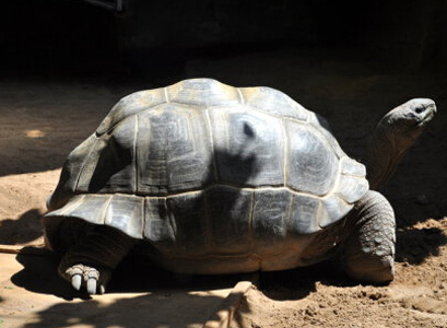 亞達伯拉象龜飼養 環境溫度控制在 25~28℃